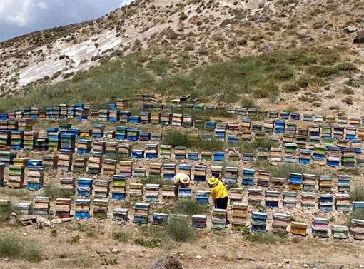 برداشت عسل در مراغه