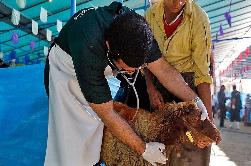 بر ذبح دام قربانی، در عید قربان