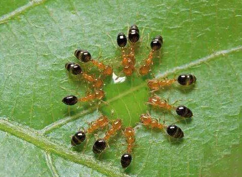 حفظ یک قطره آب توسط ۱۲ مورچه