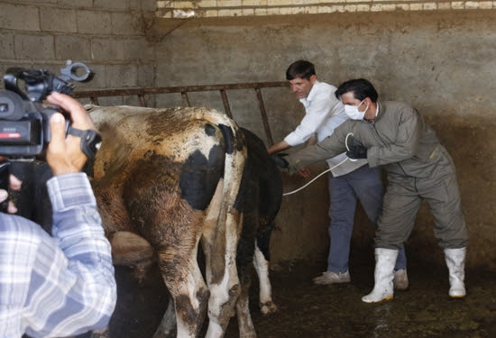 واکسیناسیون بر علیه بیماری تب برفکی